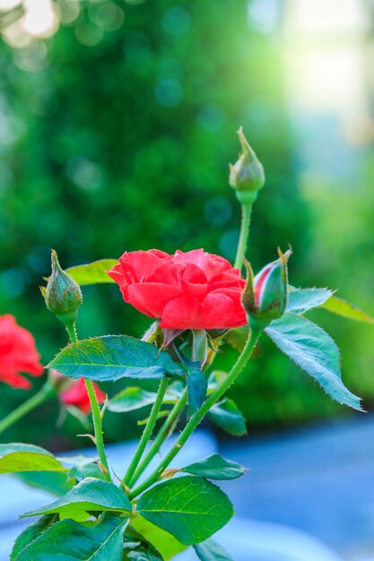 Rosa roja con tallo en el jardín.