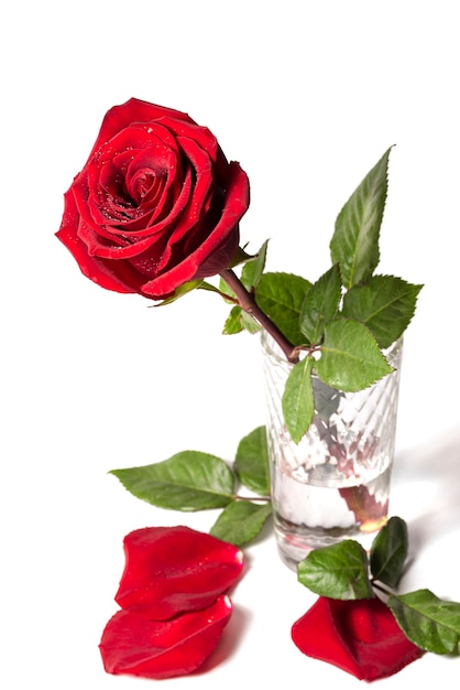 Rosa roja en un vaso de pétalos de rosa acostado desde abajo sobre un fondo blanco vista lateral Gotas de rocío