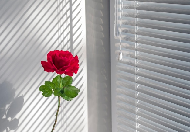 Rosa roja en la ventana