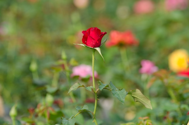 Rosa roja