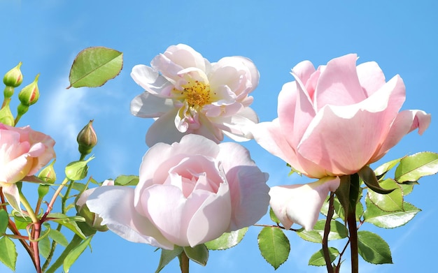 rosa, rojo, rosas, pero, y, hojas verdes, en, cielo azul, con, nubes, naturaleza, plano de fondo, plantilla, espacio de copia