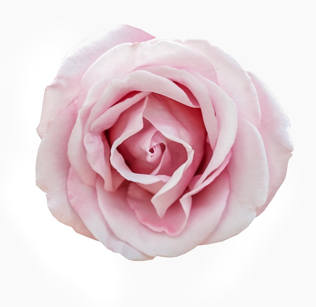 Rosa rosa aislada sobre un fondo blanco