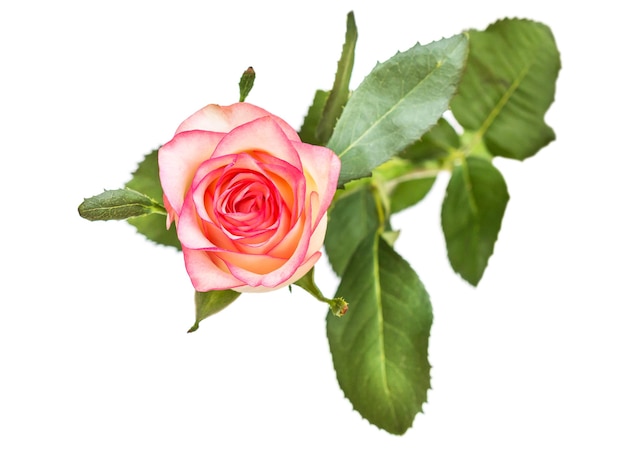 Rosa rosa aislado en blanco Vista superior
