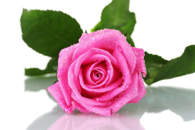 Rosa rosa aislado en blanco