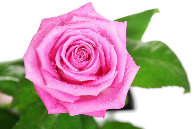 Rosa rosa aislado en blanco