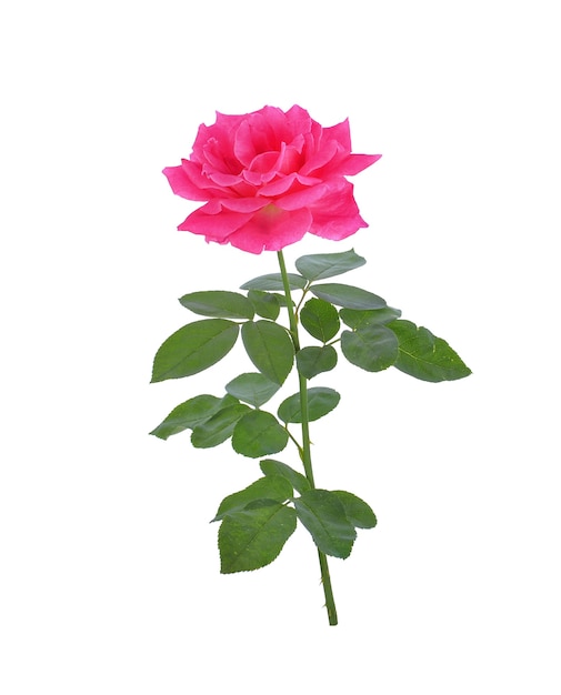 Rosa rosa aislado en superficie blanca