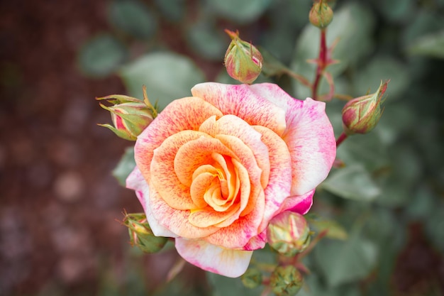 una rosa rosa y amarilla con un centro amarillo.