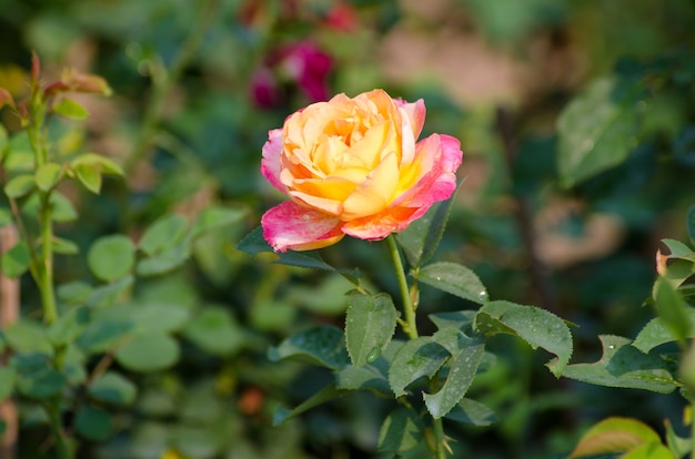 Rosa rosa y amarilla