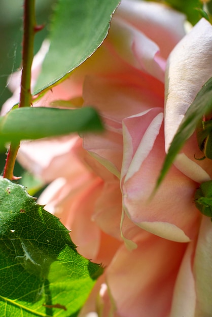 Rosa rosa en un arbusto cerrar macro