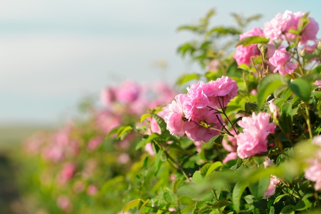 Rosa rosa arbusto closeup no campo