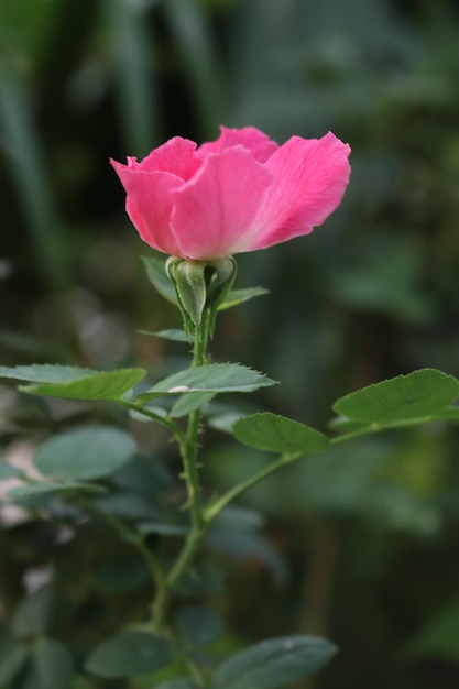 Una rosa rosa en un arbusto