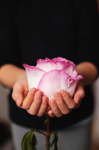 Rosa rosa, una bella flor en manos de una joven