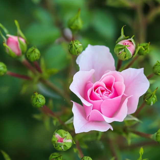 Rosa rosa Bonica con capullos en el jardín Perfecto para el fondo de las tarjetas de felicitación