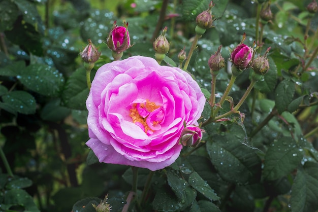 Rosa rosa y capullos con gotas de lluvia sobre los arbustos.