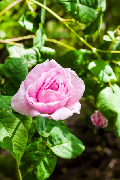 Rosa Rosa Centifolia (Rose des Peintres) Blumennahaufnahme