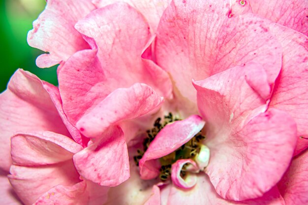 Foto rosa rosa close-up macro romântico dia dos namorados