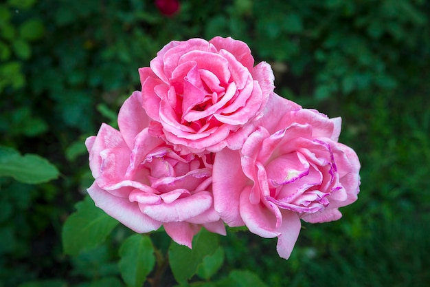 Rosa rosa closeup no jardim e gotas de orvalho