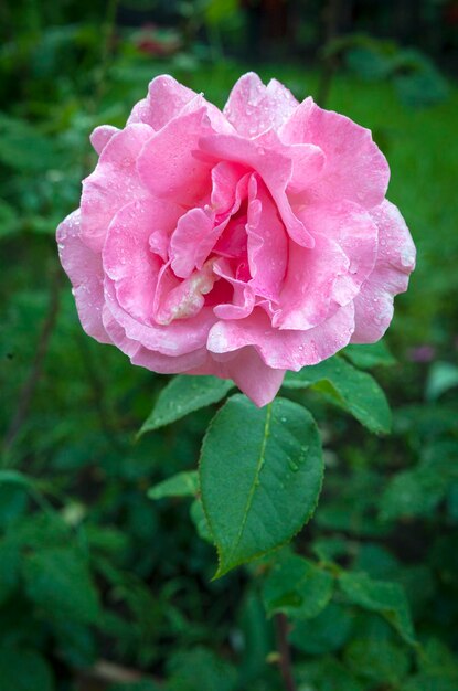 Rosa rosa closeup no jardim e gotas de orvalho