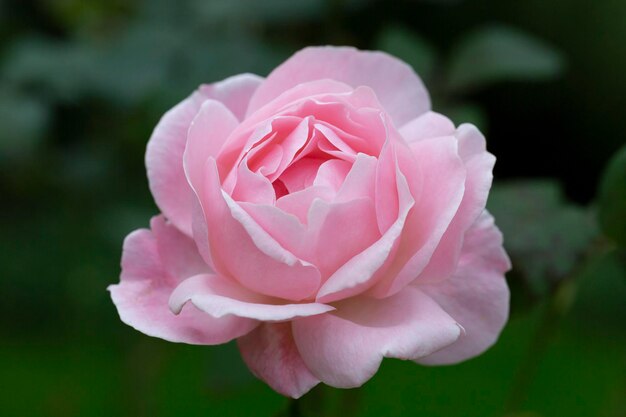 Rosa rosa de color suave hecha con un estilo borroso para el fondo