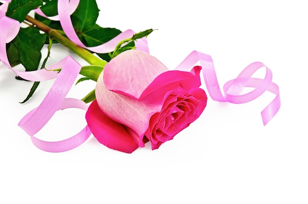 Rosa rosa com folhas verdes, decorada com fitas rosa isoladas