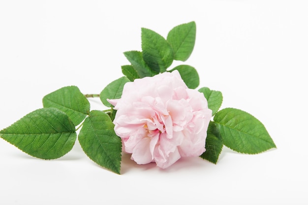 Rosa rosa com folhas verdes e caule em branco