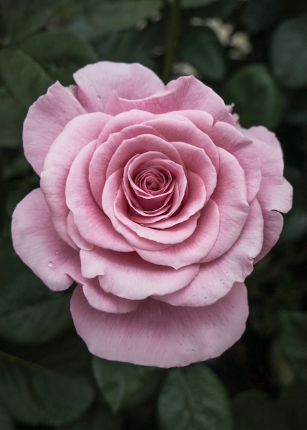 Rosa rosa com gotas de chuva em uma atmosfera de tons suaves e frios