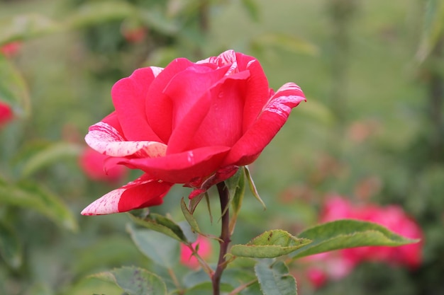 Rosa rosa descansa y disfruta del cálido sol ramas de rosa rosa sobre un fondo verde claro aislado