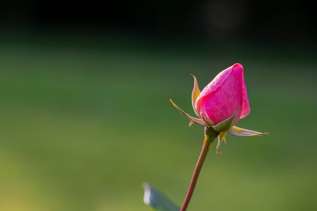 Rosa rosa dia dos namorados flor jovem botão de rosa no jardim em um galho em um verde natural turva