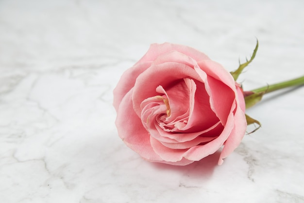 Rosa rosa em fundo de mármore close-up.