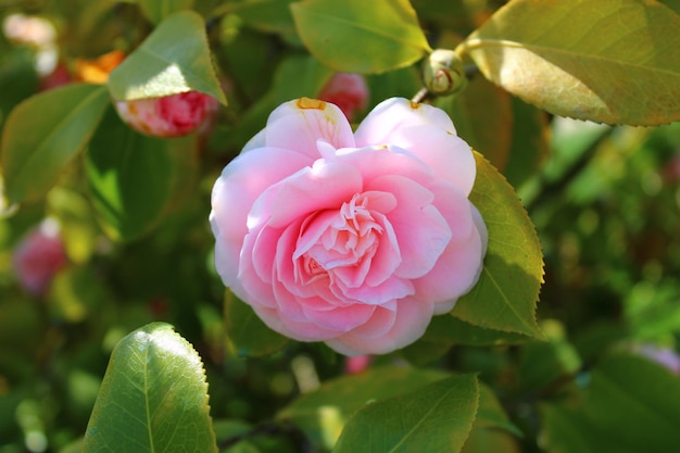 Una rosa rosa está floreciendo en el jardín.