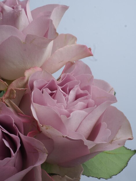 Una rosa rosa está en un jarrón con un tallo verde.