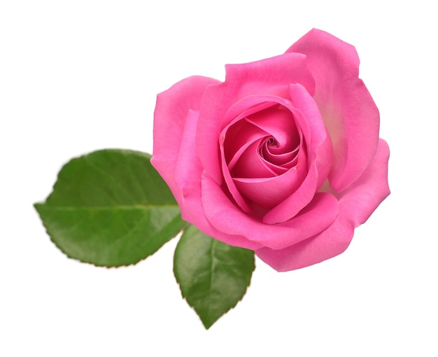 Foto rosa rosa flor aislada sobre fondo blanco tarjeta de boda novia saludo verano primavera vista plana endecha superior amor día de san valentín