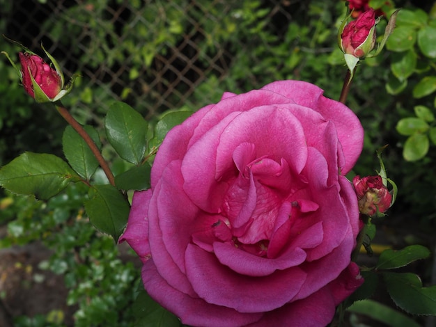 Una rosa rosa con una flor roja en el fondo.