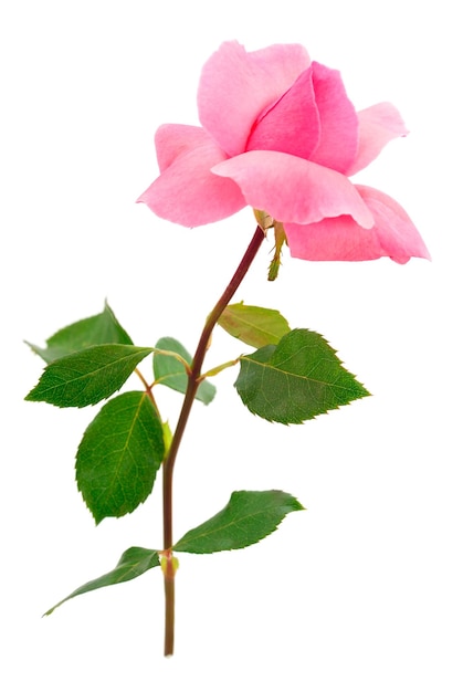 Rosa rosa flor