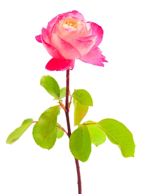 Rosa rosa flor