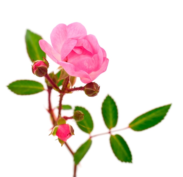 Foto rosa rosa flor