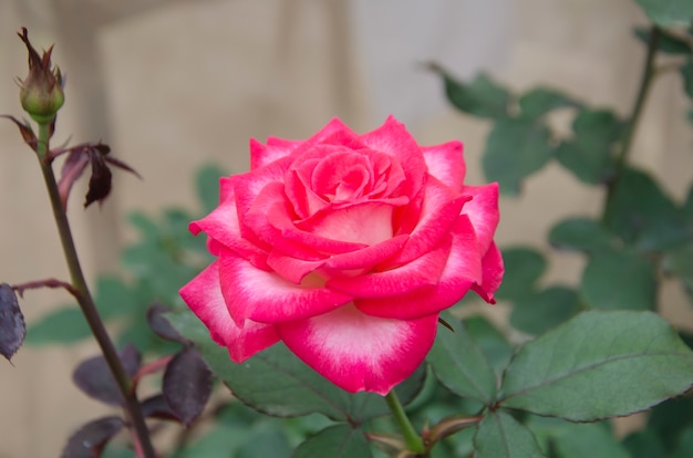 Rosa rosa floreciendo en el jardín