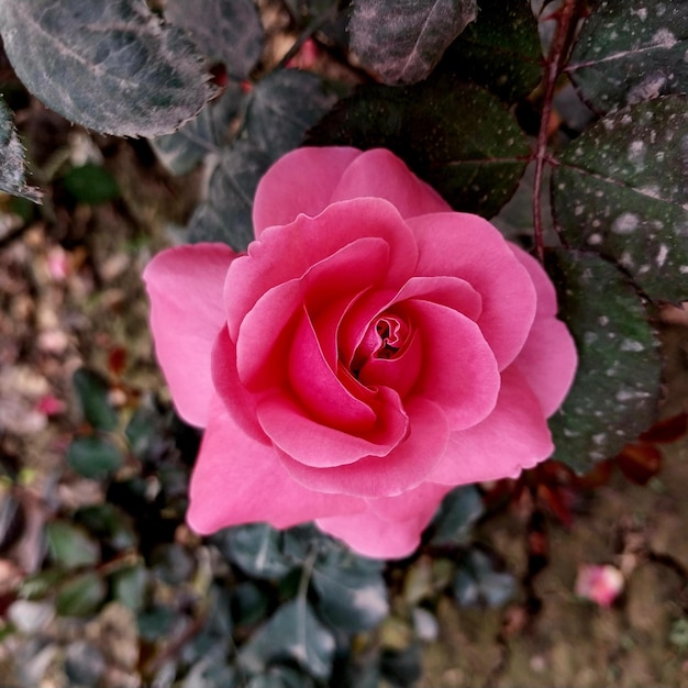 Foto una rosa rosa está floreciendo en el jardín.