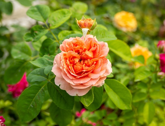 Rosa rosa floreciente mojada con rocío o gotas de lluvia (rosa), fondo verde natural borroso.