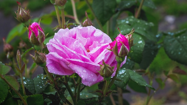 Rosa rosa, flores e botões no mato após a chuva_