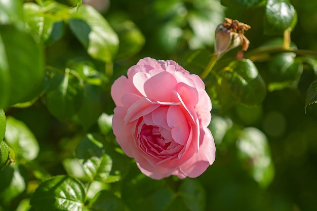 Rosa rosa flores fondo joven viejo