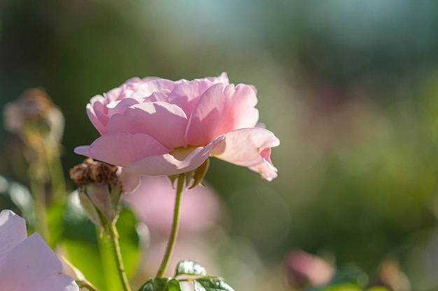 Rosa rosa flores fondo joven viejo