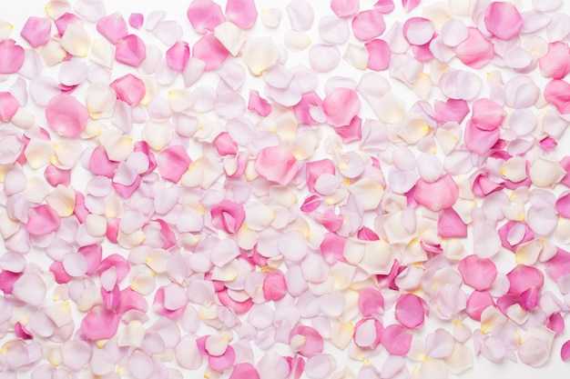 Rosa rosa flores pétalos sobre fondo blanco. Lay Flat, vista superior, espacio de copia.