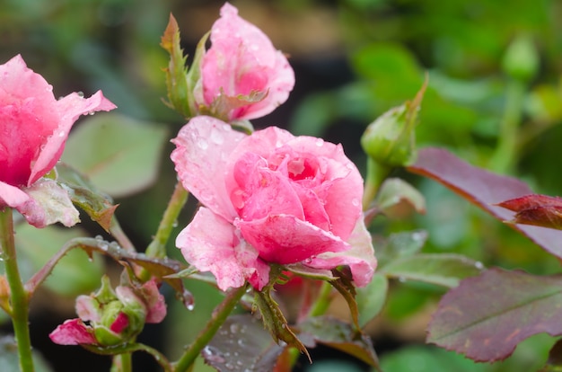 rosa rosa florescendo na árvore