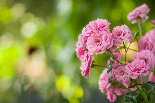 Foto una rosa rosa en un fondo borroso una rosa rosa en flor en el jardín de primavera