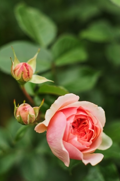 Rosa del rosa en fondo verde oscuro borroso de la hoja. varias flores pequeñas y una grande.