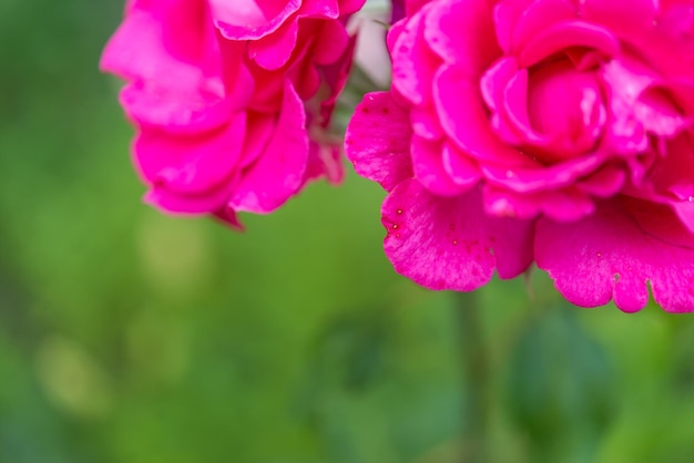 Una rosa rosa con un fondo verde