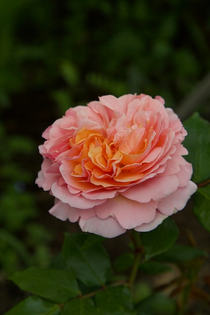 Rosa rosa Fundo natural Flor desabrochando Foco suave