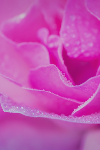 Rosa rosa con gotas de agua de cerca