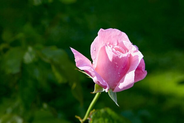 Foto rosa rosa con gotas de agua de rocío sobre fondo verde del jardín